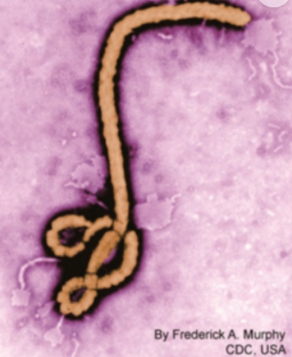 Photo of the strain of the